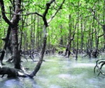 langkawi kilim  mangrove 